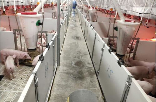 蘭西牧原14廠平山鎮(zhèn)項(xiàng)目進(jìn)展順利，預(yù)計(jì)本月末投產(chǎn)